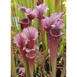 (Rudolf 2 x leucophylla Milton) x Inspiration-sx44X-Hybrides Cédric Carnivore's