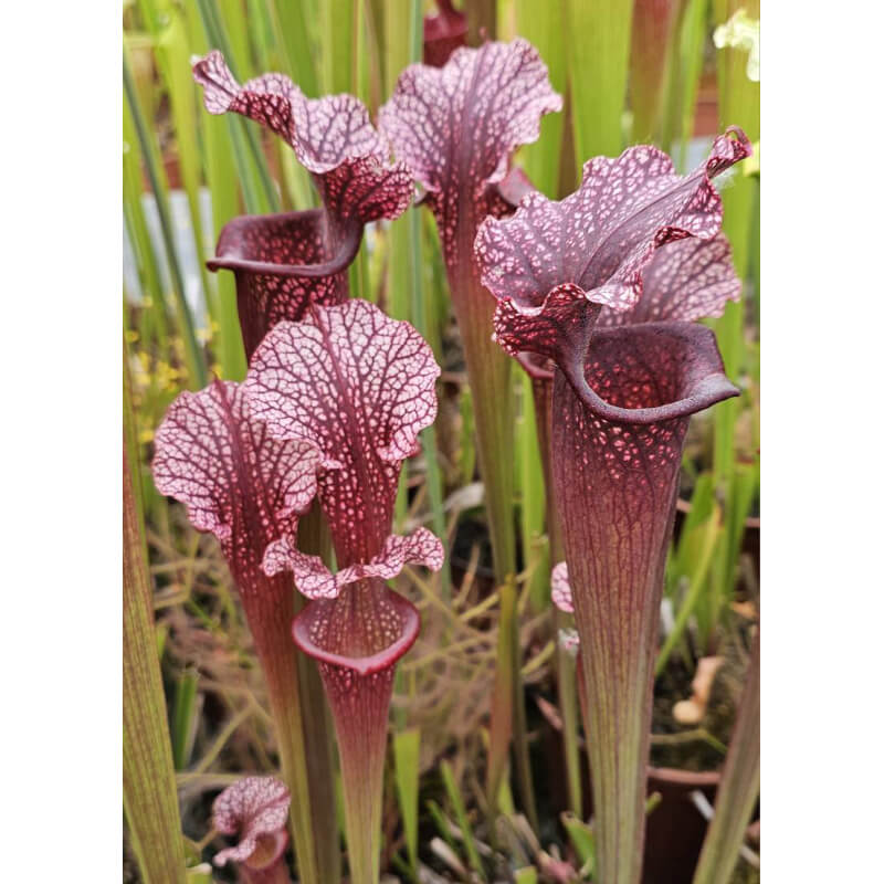 (Rudolf 2 x leucophylla Milton) x Inspiration-sx44X-Hybrides Cédric Carnivore's
