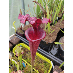 S.x Moorei -- Sarracenia Nurseries large moorei (H9,MK,MK)-Sarracenia x Moorei