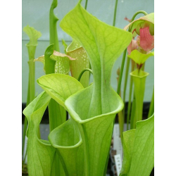 Sarracenia oreophila -- green form,small veins-Sarracenia oreophila