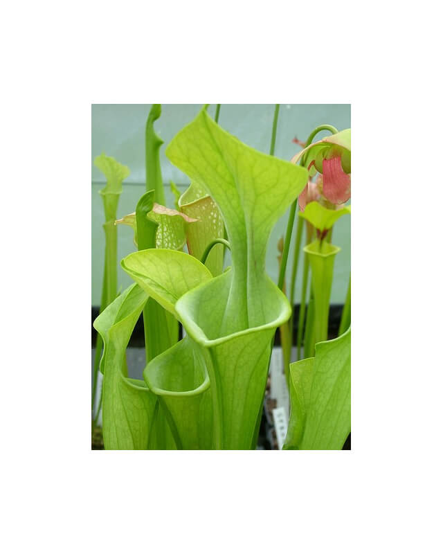 Sarracenia oreophila -- green form,small veins-Sarracenia oreophila