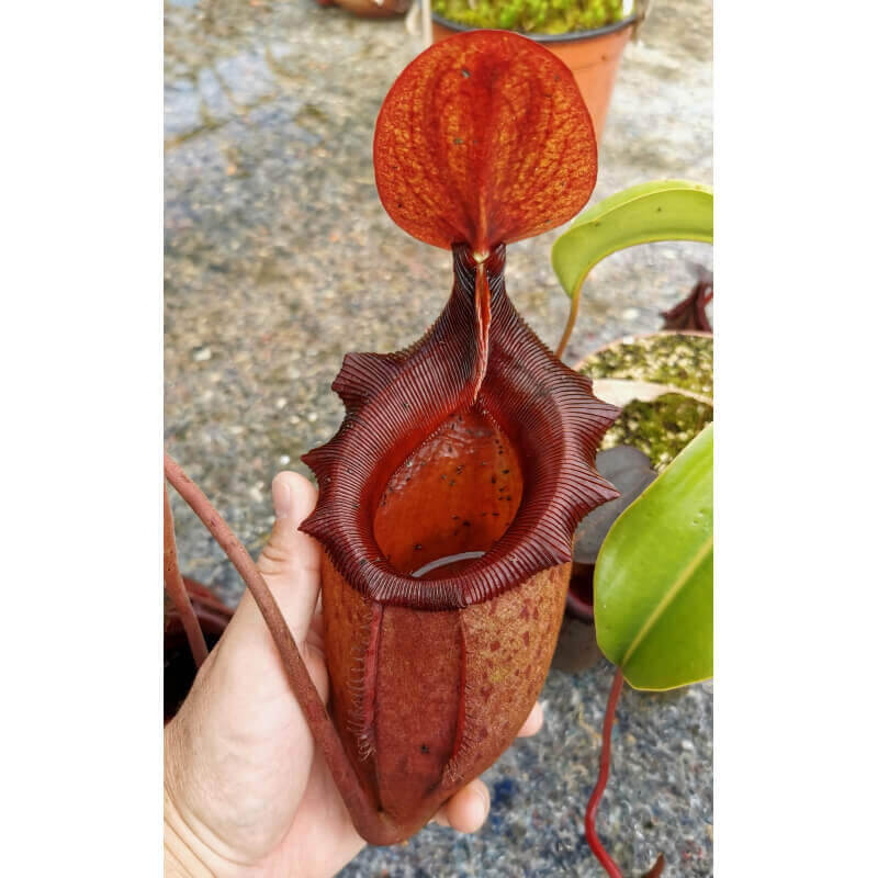 Nepenthes rajah x mira -- clones assortis BE-3518-Nepenthes d'altitude