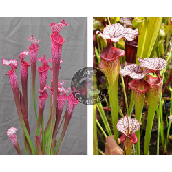 Sarracenia. ‘l1a’ pink stabilo x SXM31 S.x Moorei -- 'Adrian Slack'-Graines Sarracenia 2025