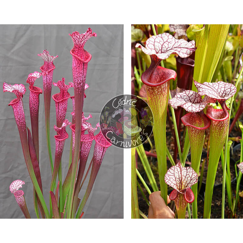 Sarracenia. ‘l1a’ pink stabilo x SXM31 S.x Moorei -- 'Adrian Slack'-Graines Sarracenia 2025