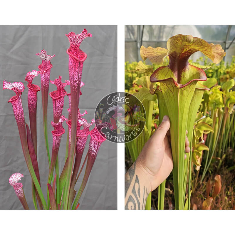 Sarracenia ‘l1a’ pink stabilo x S. x 'Serpentard'-Graines Sarracenia 2025