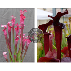 Sarracenia ‘l1a’ pink stabilo x SX113 S. 'Black Widow’-Graines Sarracenia 2025