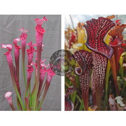 Sarracenia ‘l1a’ pink stabilo x S. leucophylla -- black sheer-Graines Sarracenia 2025