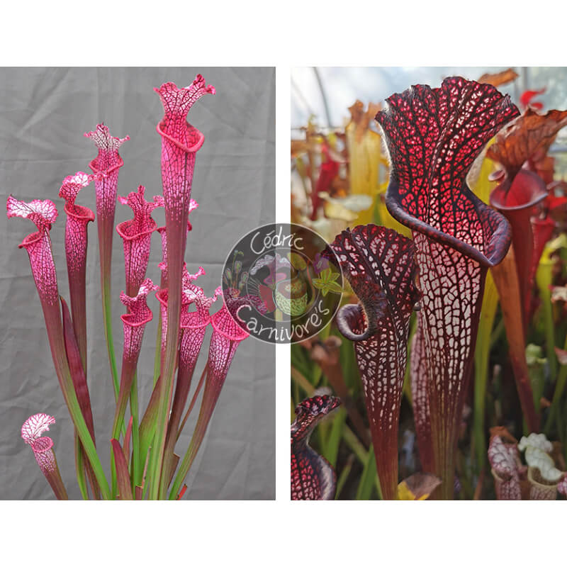 Sarracenia ‘l1a’ pink stabilo x S. leucophylla -- black sheer-Graines Sarracenia 2025