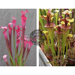 Sarracenia ‘l1a’ pink stabilo x S. 'Angularis'-Graines Sarracenia 2025