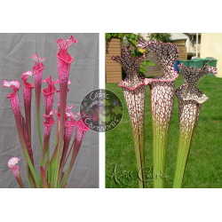 Sarracenia ‘l1a’ pink stabilo x SL04 S. leucophylla -- helmut´s Delight-Graines Sarracenia 2025