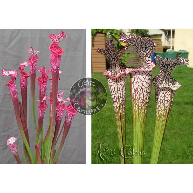 Sarracenia ‘l1a’ pink stabilo x SL04 S. leucophylla -- helmut´s Delight-Graines Sarracenia 2025