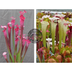 Sarracenia ‘l1a’ pink stabilo x S. ‘Iamsatyricon’-Graines Sarracenia 2025
