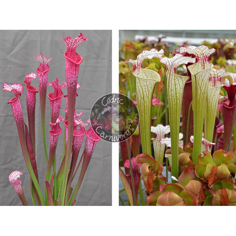Sarracenia ‘l1a’ pink stabilo x S. ‘Iamsatyricon’-Graines Sarracenia 2025