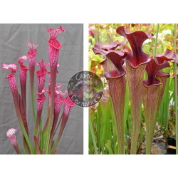Sarracenia ‘l1a’ pink stabilo x SF010 S. flava var. ornata -- solid red throat (MK F88) x SXM61 S.x Moorei -- “Timothy King” cl1-Graines Sarracenia 2025