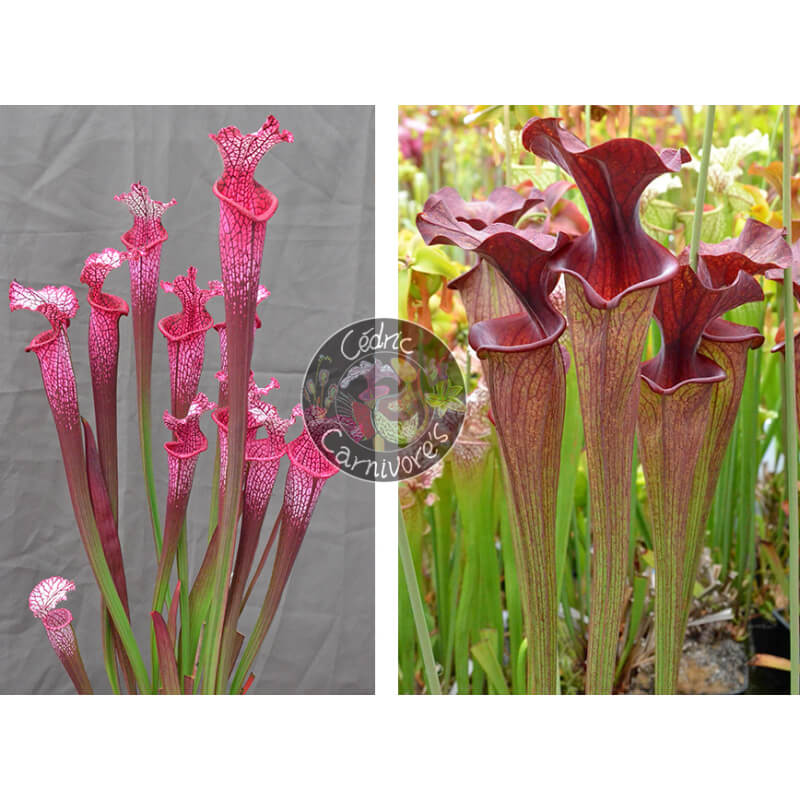 Sarracenia ‘l1a’ pink stabilo x SF010 S. flava var. ornata -- solid red throat (MK F88) x SXM61 S.x Moorei -- “Timothy King” cl1-Graines Sarracenia 2025