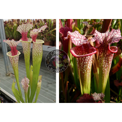 SXM54 S.x Moorei -- "Conecuh, Covington Co. A x SXM64 S.x Moorei -- 'Helen Mary'-Graines Sarracenia 2025