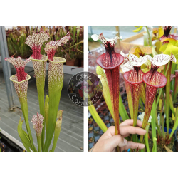 SXM54 S.x Moorei -- "Conecuh, Covington Co. A x S.'Tresor de l'argonne'-Graines Sarracenia 2025