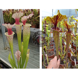 SXM54 S.x Moorei -- "Conecuh, Covington Co. A x Sarracenia flava var. ornata “Mega Ornata”-Graines Sarracenia 2025