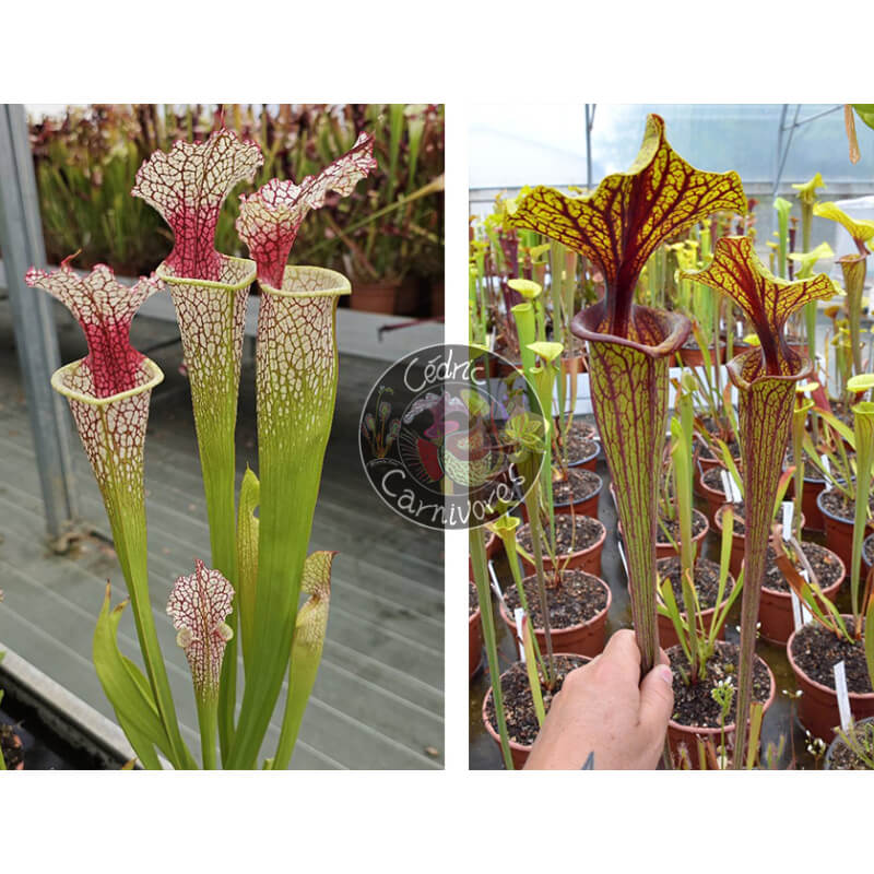 SXM54 S.x Moorei -- "Conecuh, Covington Co. A x Sarracenia flava var. ornata “Mega Ornata”-Graines Sarracenia 2025