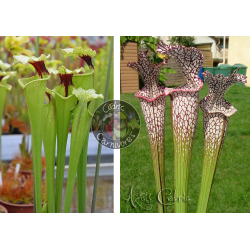 (SXM61 S.x Moorei -- “Timothy King” x SXM74 S.x Moorei "A Porais") x  SL04 S. leucophylla -- helmut´s Delight-Graines Sarracenia 2025