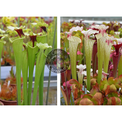 (SXM61 S.x Moorei -- “Timothy King” x SXM74 S.x Moorei "A Porais") x  S. ‘Iamsatyricon’-Graines Sarracenia 2025