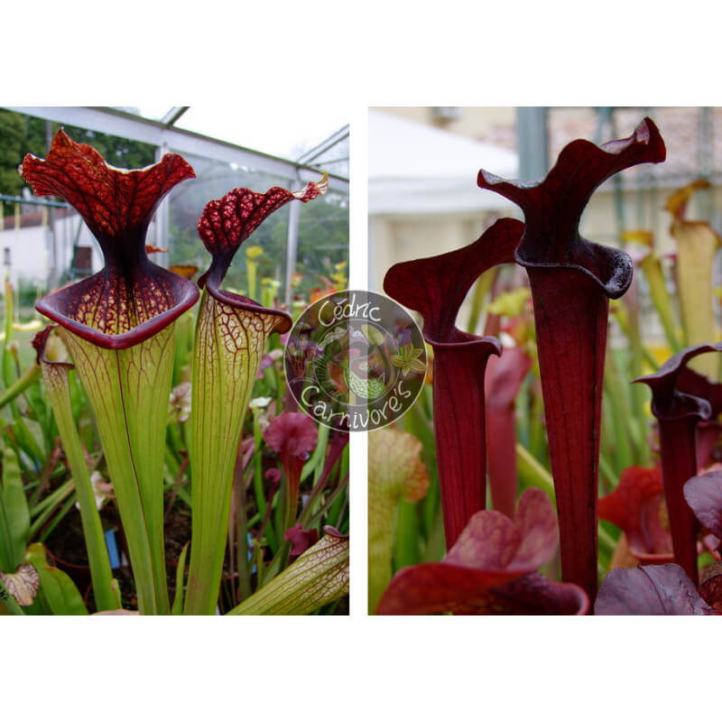 SXM67 S.x Moorei -- 'Esme Cowlard x SX113 S. 'Black Widow’-Graines Sarracenia 2025