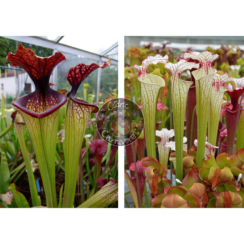 SXM67 S.x Moorei -- 'Esme Cowlard x  S. ‘Iamsatyricon’-Graines Sarracenia 2025