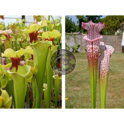 (S.leah x leah) x SL25 S. leucophylla -- pink lip, Appalachicola-Graines Sarracenia 2025