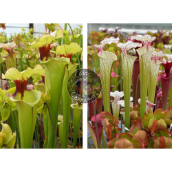 SXM54 S.x Moorei -- "Conecuh, Covington Co. A x SXM64 S.x Moorei -- 'Helen Mary'-Graines Sarracenia 2025