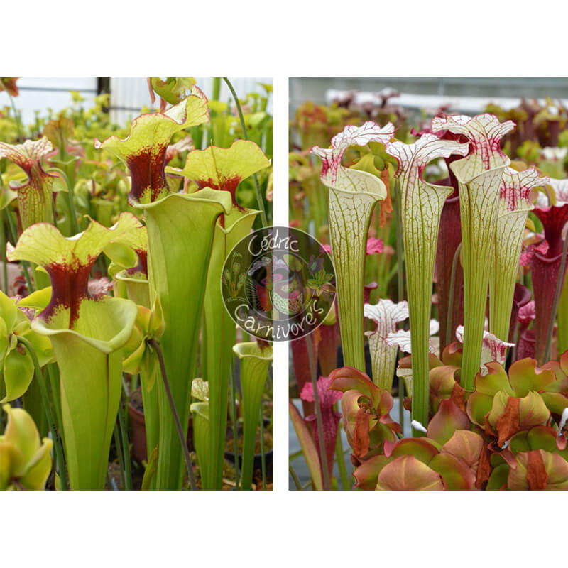 (S.leah x leah) x S. ‘Iamsatyricon’-Graines Sarracenia 2025