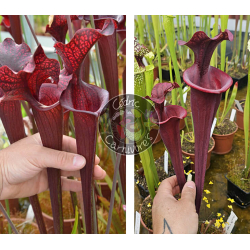 (SL04 S. leucophylla -- helmut´s Delight x SFO10 S. flava var. ornata -- solid red throat) x (S.'Mansille' x S.'Copper vase')-Graines Sarracenia 2025