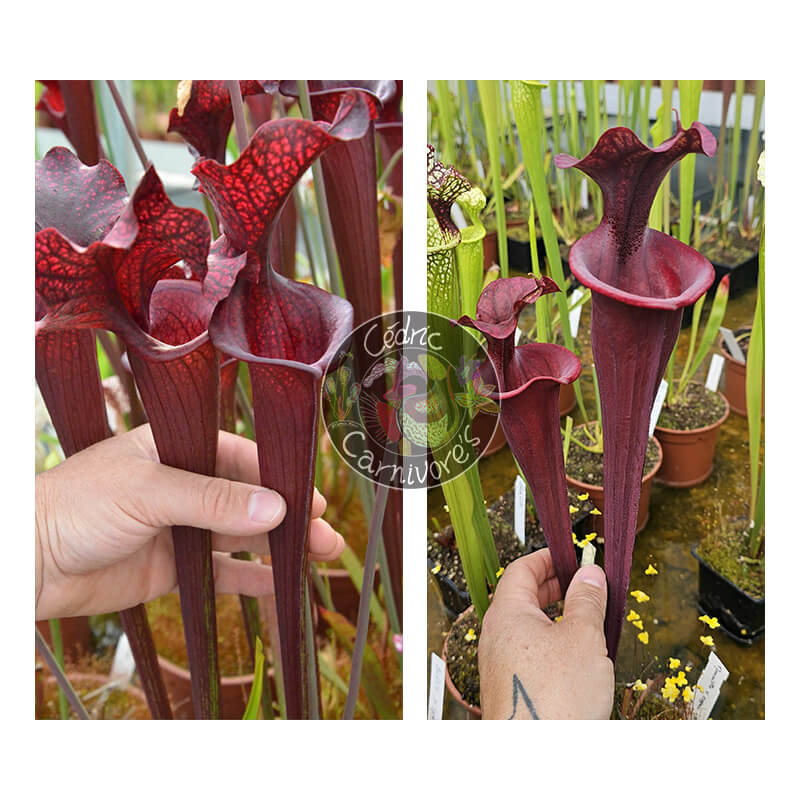 (SL04 S. leucophylla -- helmut´s Delight x SFO10 S. flava var. ornata -- solid red throat) x (S.'Mansille' x S.'Copper vase')-Graines Sarracenia 2025