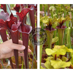 SXM54 S.x Moorei -- "Conecuh, Covington Co. A x Sarracenia flava var. ornata “Mega Ornata”-Graines Sarracenia 2025