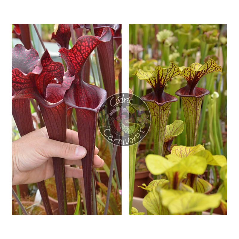 (S. leucophylla -- helmut´s Delight x S. flava var. ornata -- solid red throat) x S. flava var. ornata -- solid red throat)-Graines Sarracenia 2025