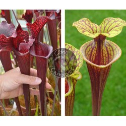 (S. leucophylla -- helmut´s Delight x S. flava var. ornata -- solid red throat) x S.flava var rubricorpora - Heavy veined-Graines Sarracenia 2025