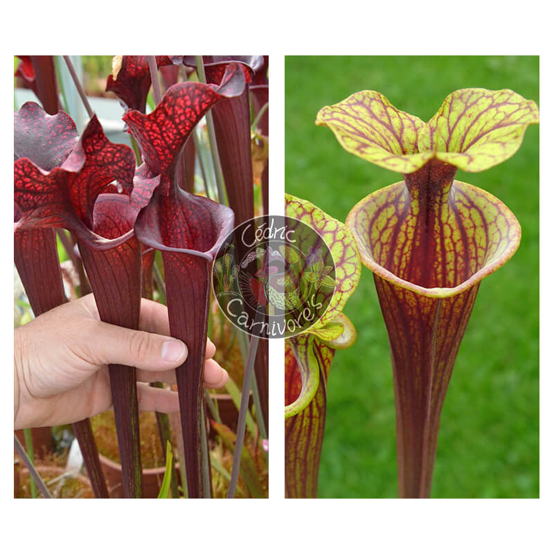 (S. leucophylla -- helmut´s Delight x S. flava var. ornata -- solid red throat) x S.flava var rubricorpora - Heavy veined-Graines Sarracenia 2025