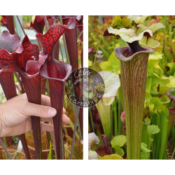 (SL04 S. leucophylla -- helmut´s Delight x SFO10 S. flava var. ornata -- solid red throat) x S. ‘French porcelaine’-Graines Sarracenia 2025