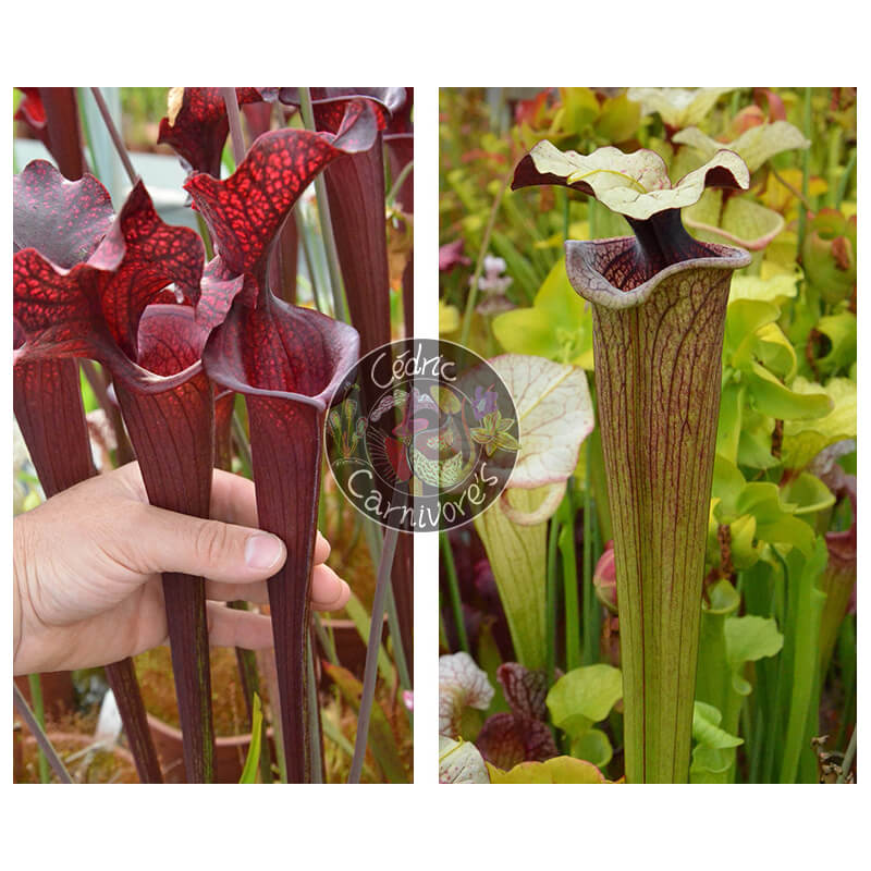 (SL04 S. leucophylla -- helmut´s Delight x SFO10 S. flava var. ornata -- solid red throat) x S. ‘French porcelaine’-Graines Sarracenia 2025