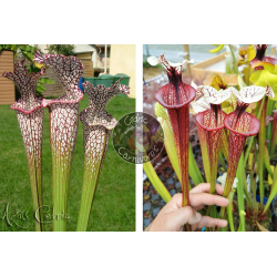 SL04 S. leucophylla -- helmut´s Delight x S.'Tresor de l'argonne'-Graines Sarracenia 2025