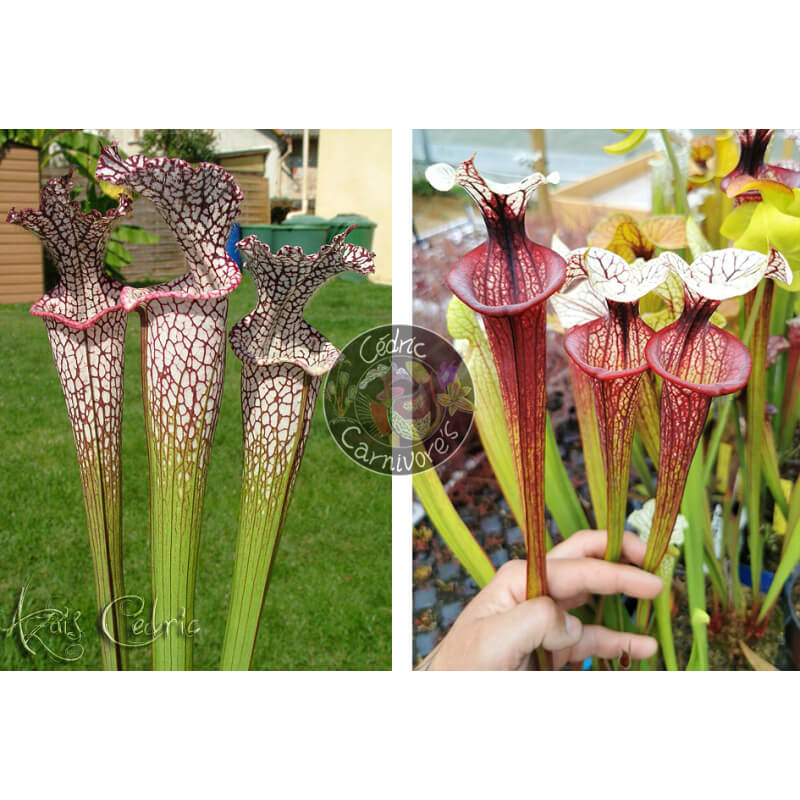 SL04 S. leucophylla -- helmut´s Delight x S.'Tresor de l'argonne'-Graines Sarracenia 2025
