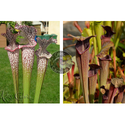 SL04 S. leucophylla -- helmut´s Delight x SA17. Sarracenia alata -- Black tube,Pubescent,Desoto,Clone 3,W,(AH)(A28,MK)-Graines Sarracenia 2025