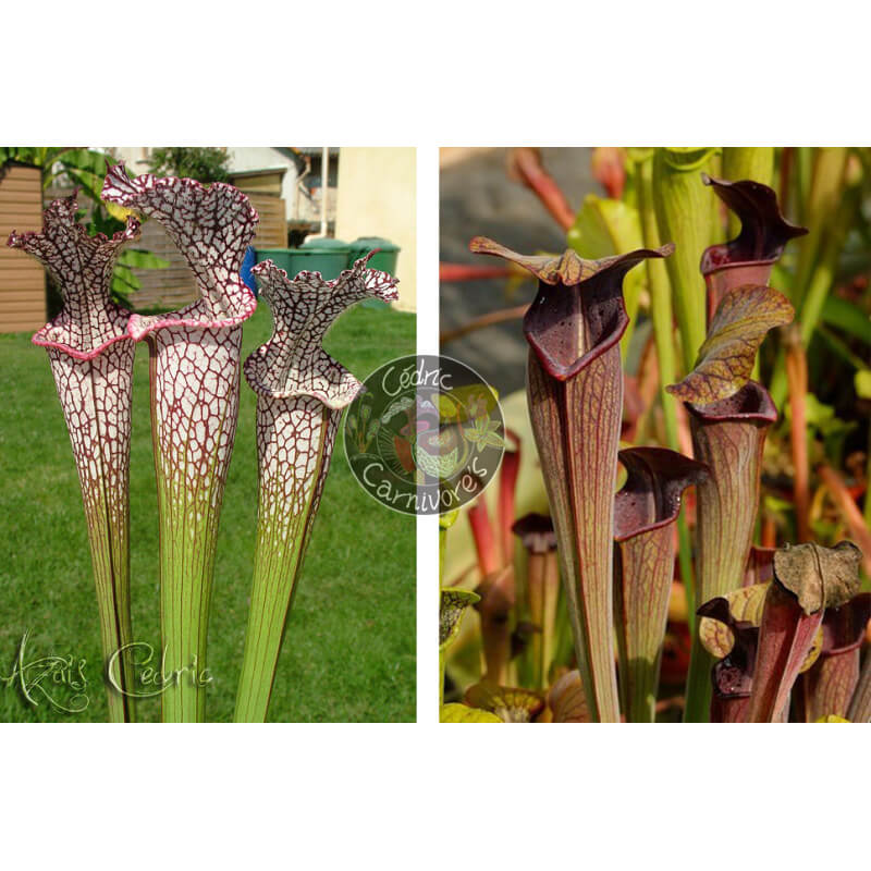 SL04 S. leucophylla -- helmut´s Delight x SA17. Sarracenia alata -- Black tube,Pubescent,Desoto,Clone 3,W,(AH)(A28,MK)-Graines Sarracenia 2025