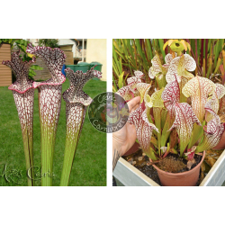 SL04 S. leucophylla -- helmut´s Delight x SX137 S. x 'Skywatcher'-Graines Sarracenia 2025