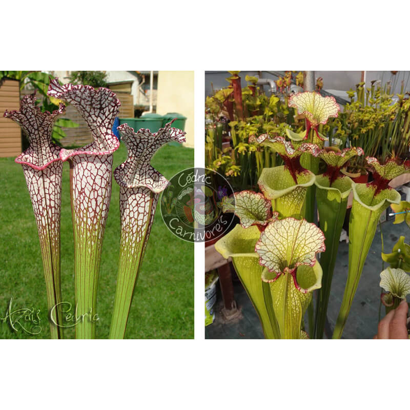 SL04 S. leucophylla -- helmut´s Delight x SXM01 S.x Moorei -- `Leah Wilkerson'-Graines Sarracenia 2025