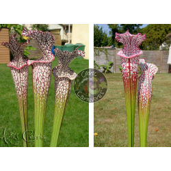 SL04 S. leucophylla -- helmut´s Delight x SL25 S. leucophylla -- pink lip, Appalachicola-Graines Sarracenia 2025
