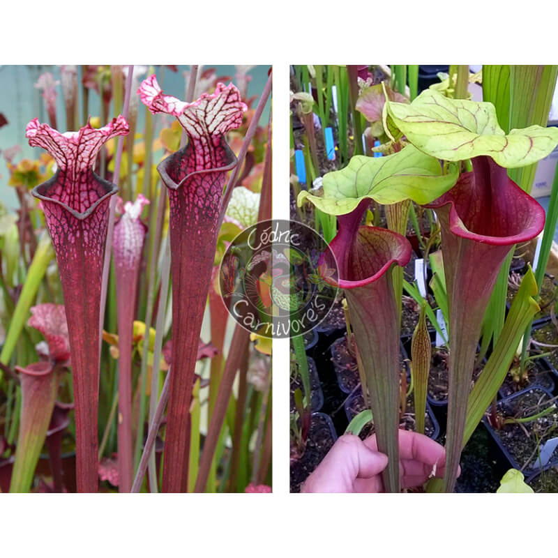 Sarracenia Leucophylla ‘Dracula’ x S. ‘Mansille’-Graines Sarracenia 2025