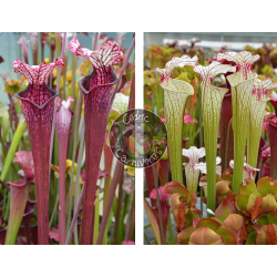 Sarracenia Leucophylla ‘Dracula’ x S. ‘Iamsatyricon’-Graines Sarracenia 2025