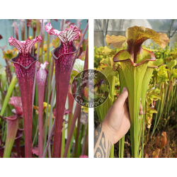 Sarracenia Leucophylla ‘Dracula’ x S. x 'Serpentard'-Graines Sarracenia 2025
