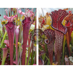Sarracenia Leucophylla ‘Dracula’ x S. leucophylla -- black sheer-Graines Sarracenia 2025
