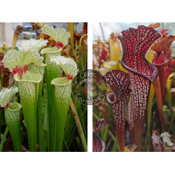 SXM18 S. x moorei — 'Wilkerson's white knight'  x S. leucophylla -- black sheer-Graines Sarracenia 2025